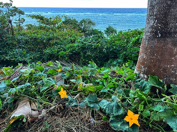 dýně planý porost